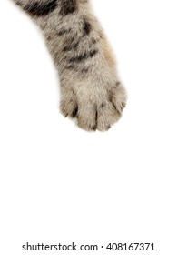 Cat Paw On The White Background