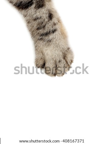 Cat paw on the white background