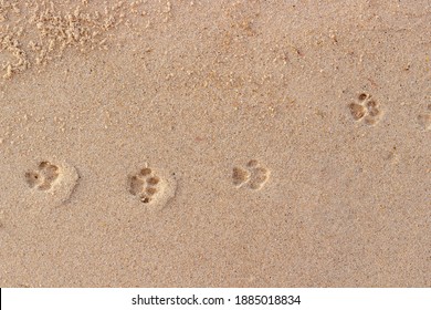 Cat Paw Prints On Wet Sand. Funny Background