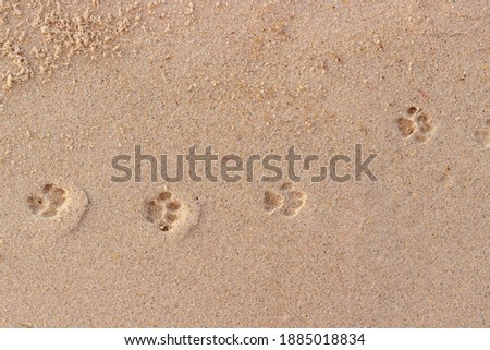 Cat paw prints on wet sand. Funny background