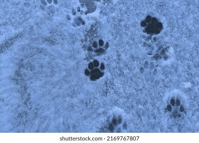 cat paw print snow nope