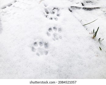 cat paw print snow nope cat paw print snow nope