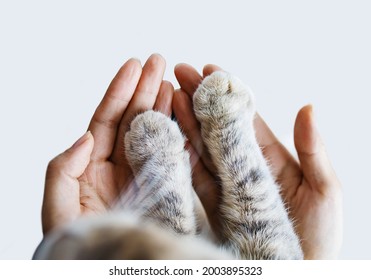 Cat Paw In Woman Hands. Symbol Of Friendship Of Cat And Human.