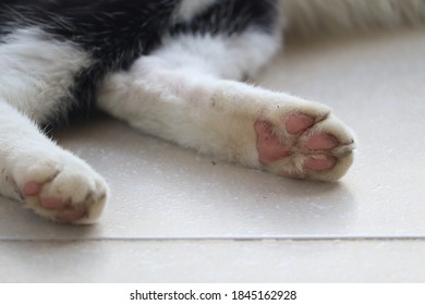Close​ up​ at​ the​ cat paws.