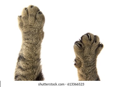 cat paws - Shutterstock ID 613366523