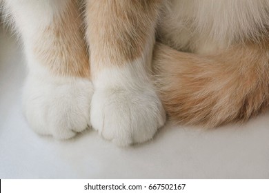 Cat Paws