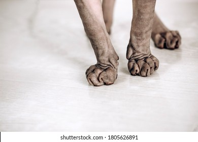 Cat Paws Of The Canadian Sphynx. Hairless Hypoallergenic Cat. Hand Wrinkles