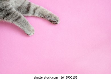 Cat Paws Isolated On Pink Background. Furry Paw Of A Cat Lying On Pink Backgrounds With Copy Space, Minimal. Perfect Domestic Animal Paw. Pampered Pet. Image For Banner, Veterinarian, Cat Food