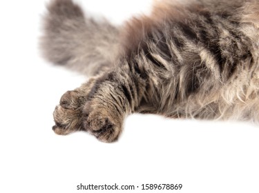 Cat Walking Images, Stock Photos & Vectors | Shutterstock