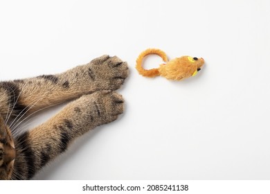 Cat paws and a mouse cat toy on a white background. Top view, copy space. - Shutterstock ID 2085241138