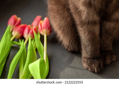 are dogs or cats good to tulips