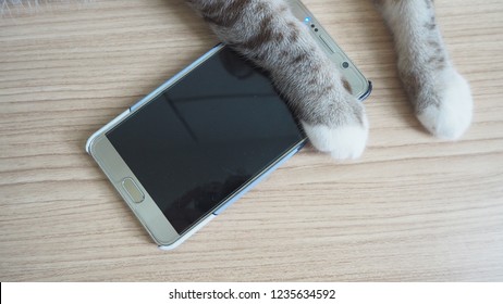 Cat Paws On A Smart Phone.