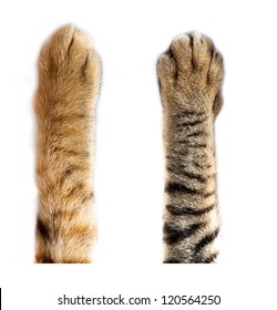 cat paws on white background - Shutterstock ID 120564250