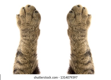 cat paws on white background - Shutterstock ID 1314079397