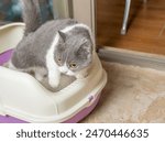 a cat peeing on a litter container