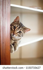 Cat Peeking Around Corner Of Shelf