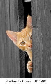 Cat Peeking From Barn Door (B&W With Cat In Color)