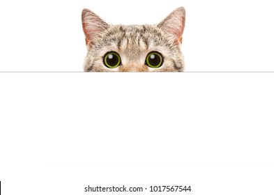 Cat Peeking From Behind A Banner, Isolated On White Background