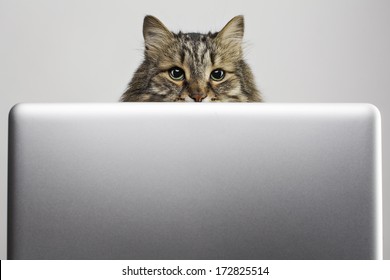 Cat Peeking Out From Computer.