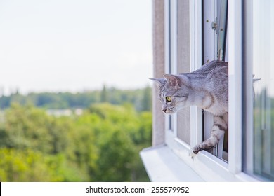 Cat Peeking Out Of The Window