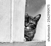 a cat peeking from a wall black and white photo