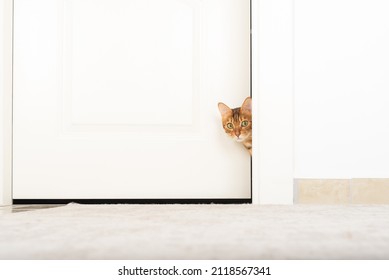 The cat peeks out from behind the door in the room. Copy space.