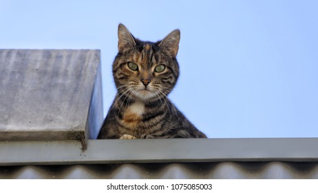 Cat Peering Over The Edge Of A Roof