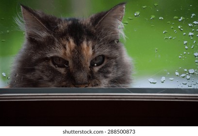 31,197 Cat glass Images, Stock Photos & Vectors | Shutterstock