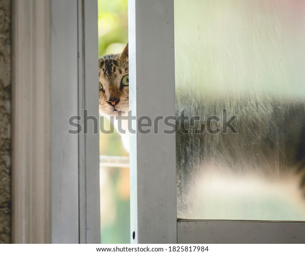 A cat peers through\
a slightly ajar sliding window, possibly attempting to sneak inside\
the house.