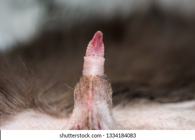 Cat pics penis of What Does