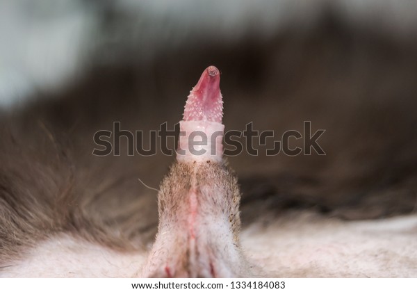 Cat penis