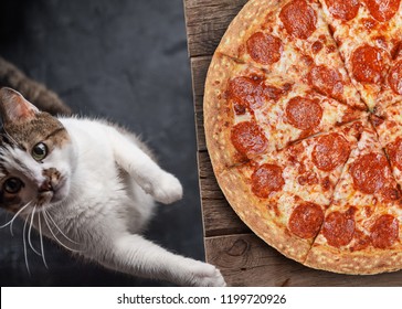 Cat With Pepperoni Pizza