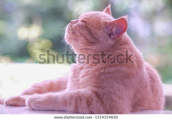 Cat Persian Medium Short Hair Animals Wildlife Backgrounds