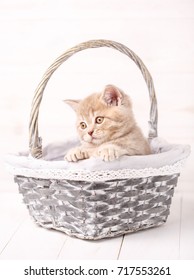 cat, pet and animal concept - A sweet Scottish cream color kitty sits in a wicker basket. Portrait of a cat. Cat at home