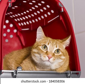 Cat In A Pet Carrier