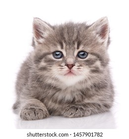 Cat, pet, and cute concept - kitten on a white background. Cat poster - Shutterstock ID 1457901782