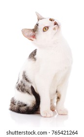 Cat, Pet, And Cute Concept - Cute Little Grey And White Kitten Sitting On White Background