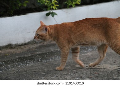 cat  pet   kitty