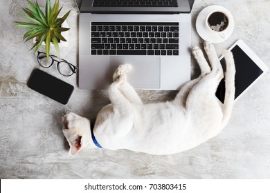 Cat Pet Sleep On Work Desk