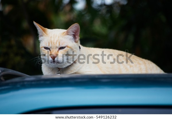 Cat. Pets sleep on\
the roof Green car.\
