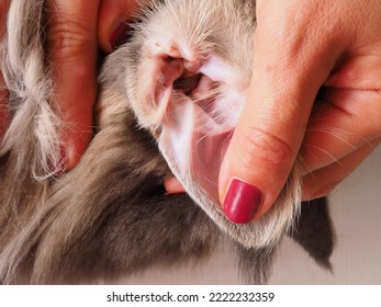 Cat with physiological brown discharge from the ear. Close-up of a dirty cat's ear.
