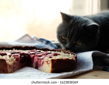 Cat And Pie On The Windowsill