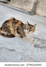 A cat with a piercing gaze—is it afraid? 