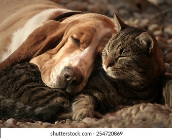 Cat Pillow, Dog Blanket 