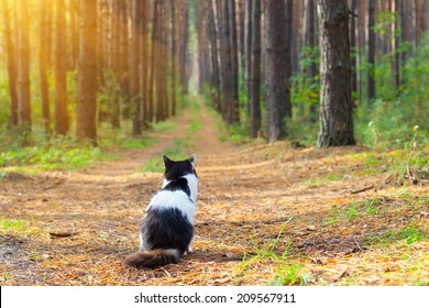 Cat In The Pine Forest Back To Camera