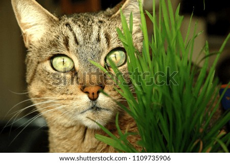 Cat and the plant