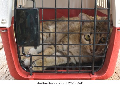 Cat In Plastic Pet Carrier.