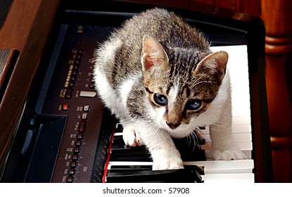 869 Cat playing piano Images, Stock Photos & Vectors | Shutterstock