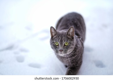 Cat Play Outside Winter Tabby Kitten 