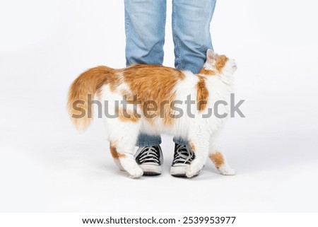 A Cat Playfully and Affectionately Interacts with its Owner in a Comfortable Indoor Setting